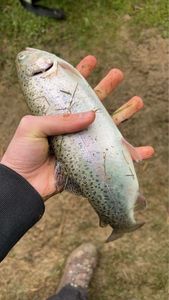 Rainbow Trout
