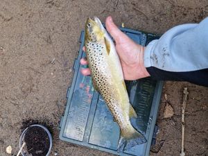 Brown Trout