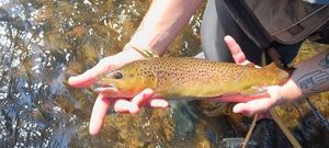 Brown Trout