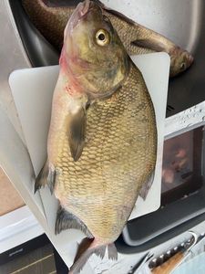 Common Bream