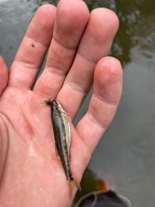 Common Minnow