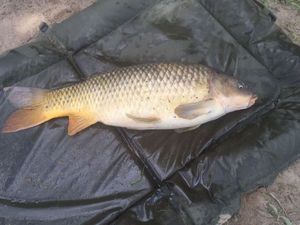 Common Carp