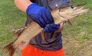 Northern Pike