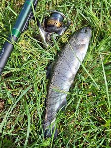 Rainbow Trout