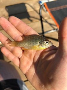 Green Sunfish
