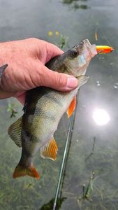European Perch