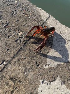 Spinycheek Crayfish
