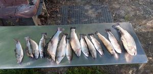Rainbow Trout