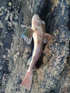 Grey Gurnard