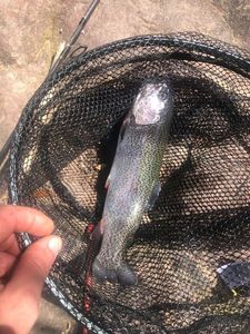 Rainbow Trout