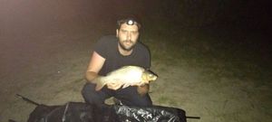 Common Carp