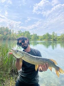 Northern Pike