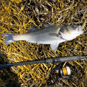 European Bass (Seabass)