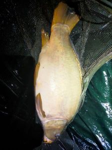 Mirror Carp