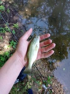 Largemouth Bass