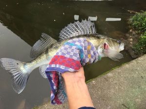 Zander