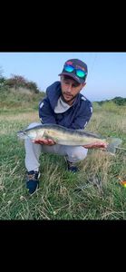 Zander
