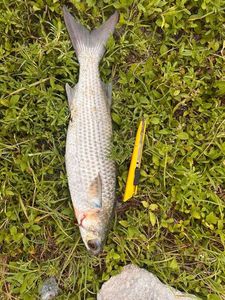 Thicklip Grey Mullet
