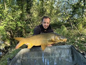 Common Carp