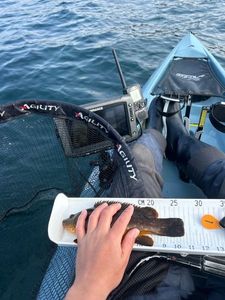 Ballan Wrasse