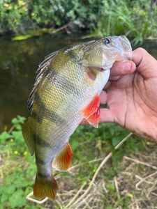 European Perch