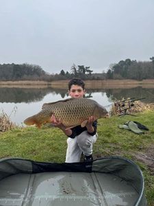 Common Carp