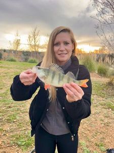 European Perch