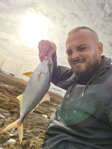 Greater Amberjack
