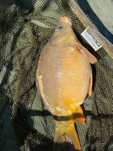 Mirror Carp