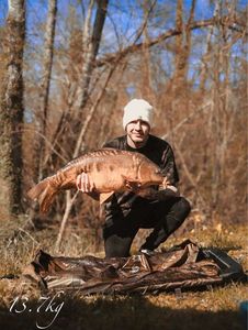 Mirror Carp
