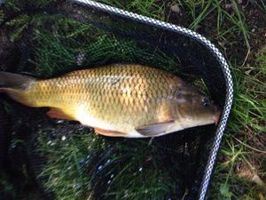 Common Carp