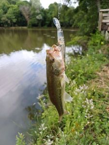 Largemouth Bass