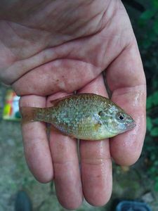 Green Sunfish