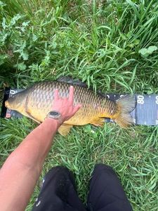 Common Carp