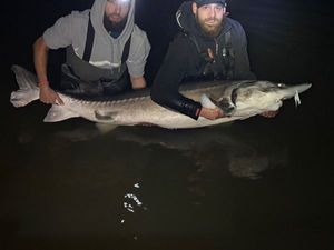Sturgeon