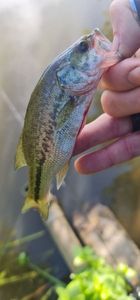 Smallmouth Bass