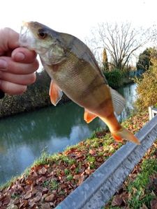 European Perch