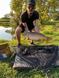 Mirror Carp
