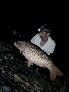 Common Carp