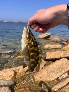 Ballan Wrasse