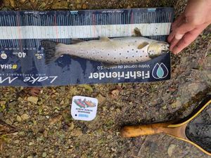 Brown Trout
