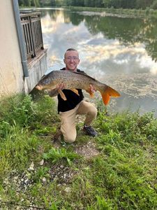 Common Carp