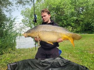 Common Carp