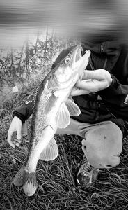 Zander