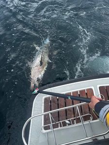 Bluefin Tuna