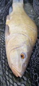 Tench