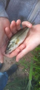 Largemouth Bass