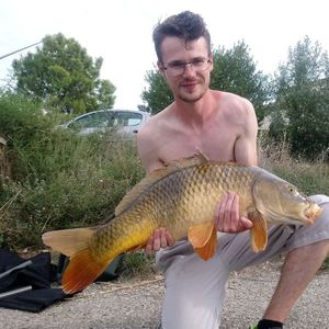 Common Carp