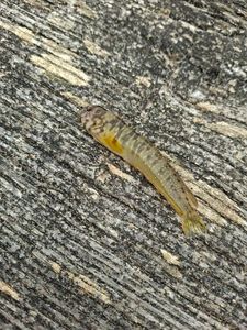 Tubenose Goby