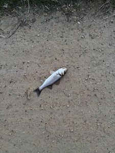 European Bass (Seabass)